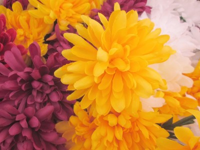 菊花