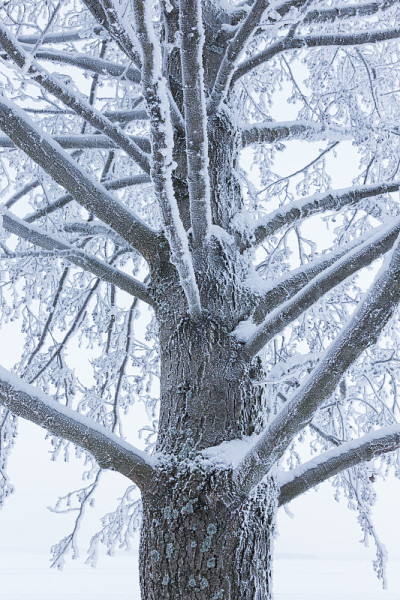 冬天树干上结霜雪