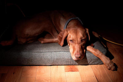 狗床上的Vizsla