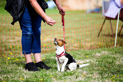 一只小杰克罗素犬正在村里举行的犬展上等待裁判