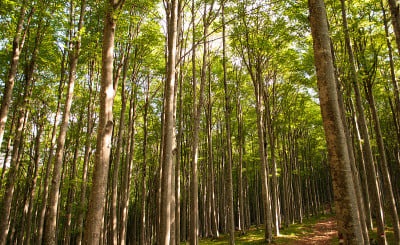 山泉