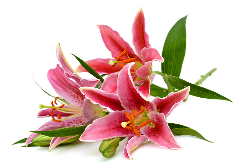 莉莉花
