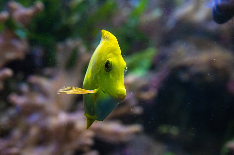 Yellow tang (Zebrasoma flavescens) from the Acanth