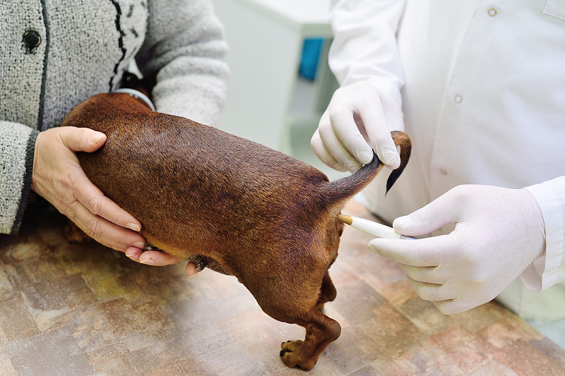 在兽医诊所对腊肠犬进行医学检查
