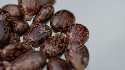 蓖麻籽(蓖麻)