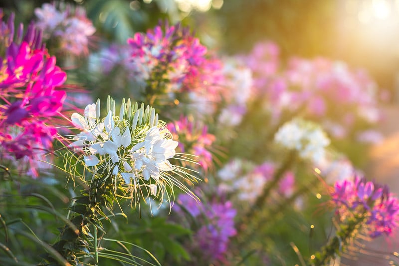 蜘蛛花或剑齿虎。