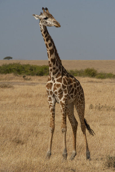 Safari