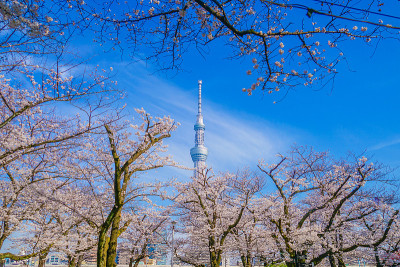 东京天空树和樱桃