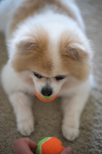 博美犬在家玩球