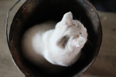 可爱的白猫坐在脏桶里。有趣的小猫与蓝色斜眼，粉红色的鼻子和蓬松的胡子