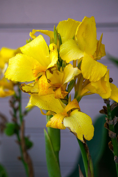 戛纳装饰的黄花花在花园里。