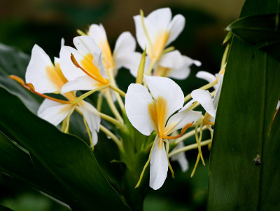 美丽的白色花环百合或白色姜百合花，选择性集中