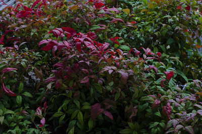 photinia