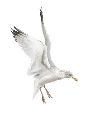 欧洲银鸥，Larus argentatus, 4岁