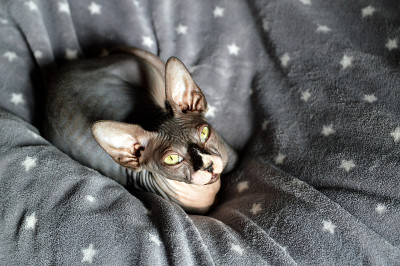 Sphynx猫