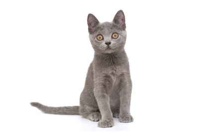 美丽的俄罗斯蓝小猫