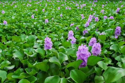 浮水风信子田(Eichornia crassipes)在河流的自然背景中