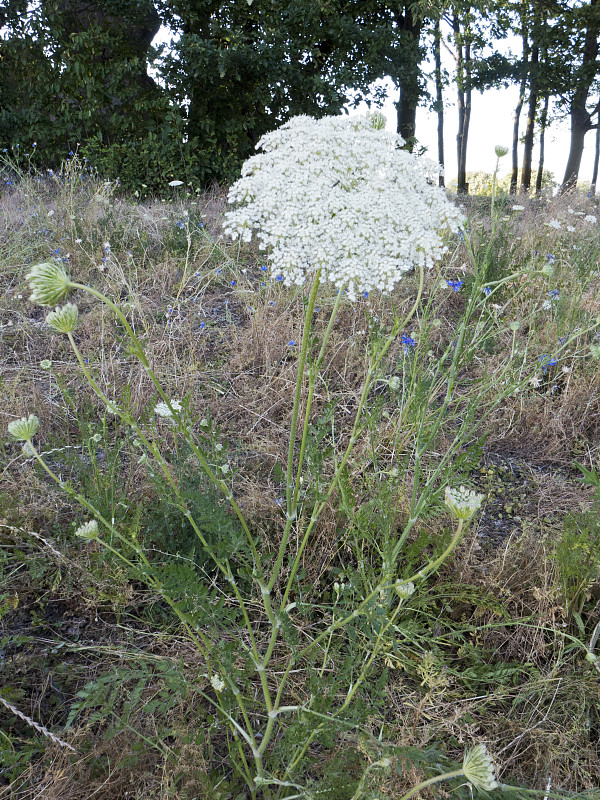 在仲夏，野生胡萝卜，Daucus carota，是沿途最引人注目和常见的花之一。在昆虫中胡萝卜是很受