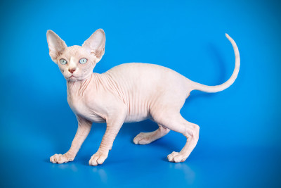 加拿大斯芬克斯猫彩色背景