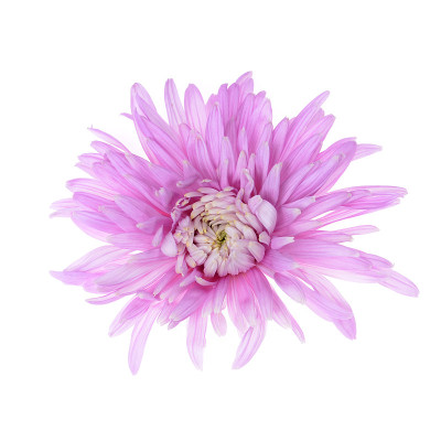 单朵紫色菊花头