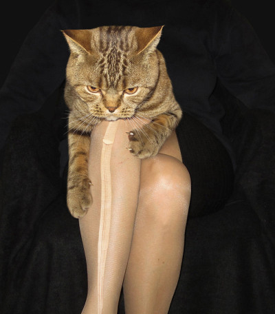 猫和连裤袜