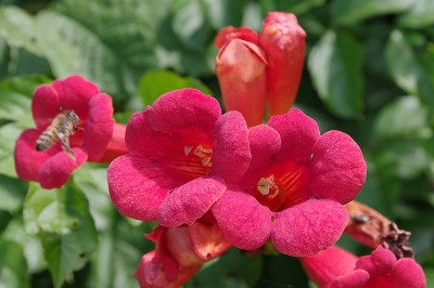 Trompetenblumen