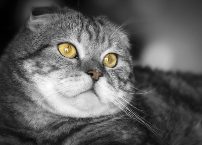 一只家猫的黑白照片。