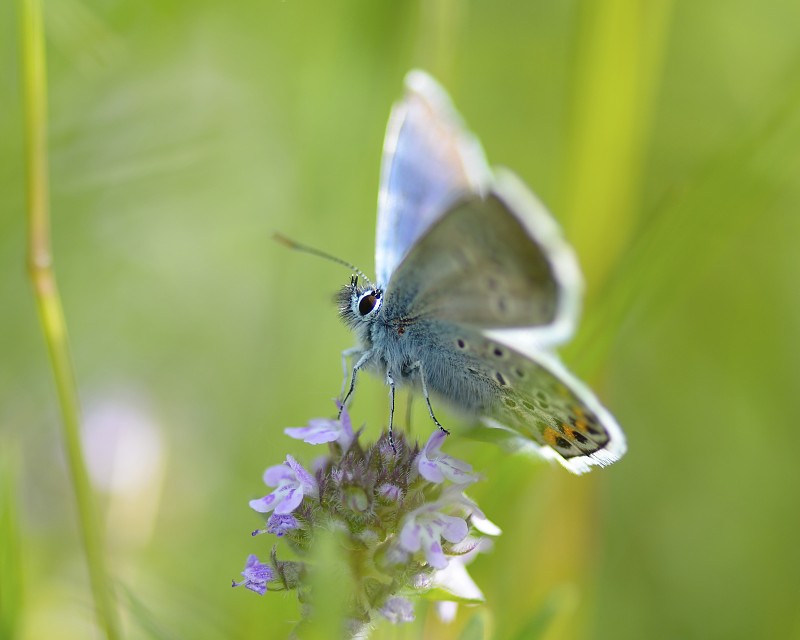 Plebeius Argus Butterfly on a leave(银钉蓝蝴蝶)