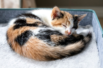 蜷缩着睡觉的小猫