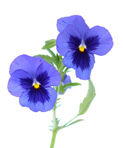 紫色三色堇花