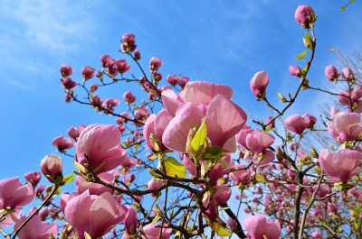 木兰的开花树