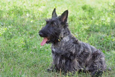 可爱的苏格兰小猎犬坐在夏季公园的绿色草地上。宠物的动物。