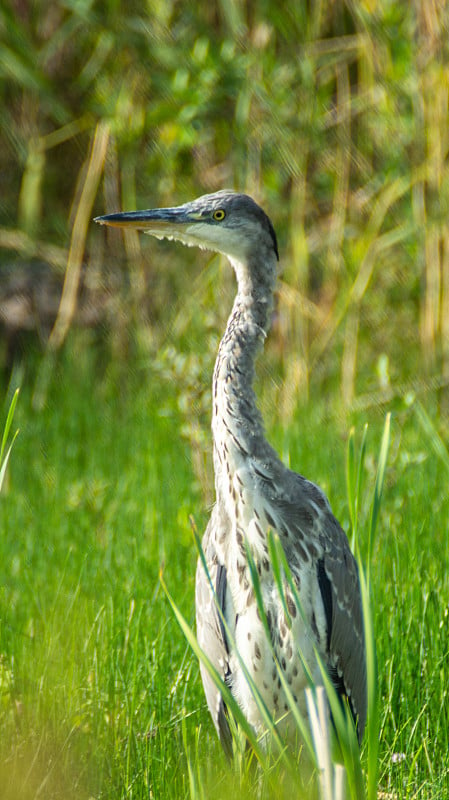 苍鹭(Ardea cinerea)近距离站在田野在夏天的太阳