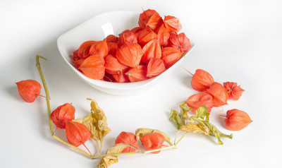 Physalis (faÉªsÉlÉªs，有时faÉªªlÉªs，源自Physalis =膀胱[引