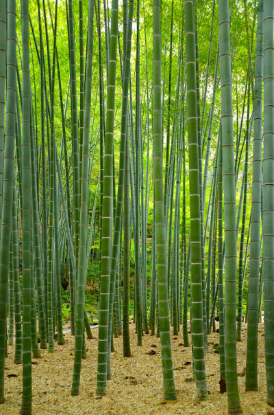 竹子