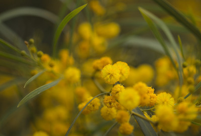 介绍了入侵植物大加纳利-金环荆(Acacia saligna)的自然宏花背景