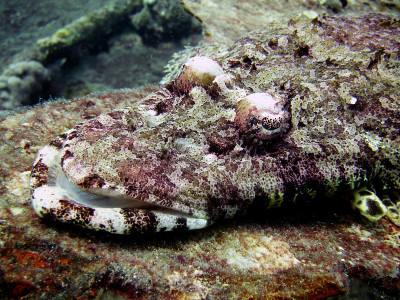 神秘crocodilefish