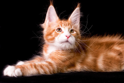 可爱可爱的缅因猫在黑色的背景。