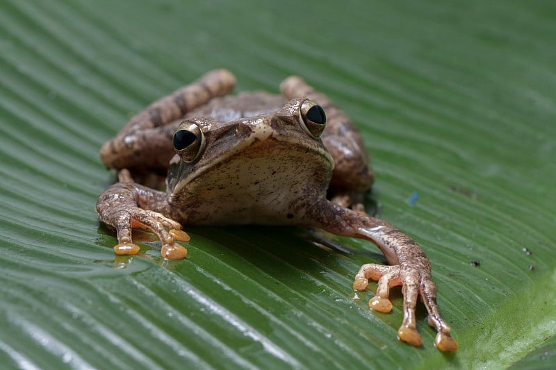 东南亚常见树蛙- Polypedates leucomystax，