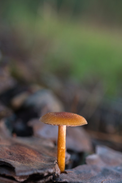小橙蘑菇