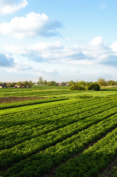 乌克兰南部马铃薯田的美丽乡村景观。Agroindustry和农业综合企业。农业和农业工业。有机农业。