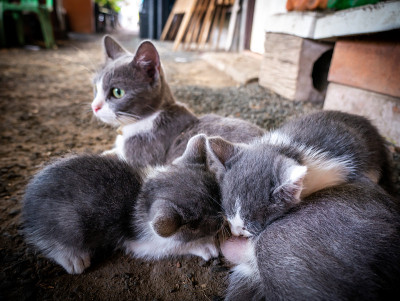 当灰色的小猫在哺乳时，白色的灰色的小猫在看着