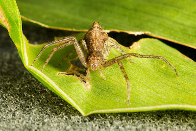 蟹蛛，Xysticus sp.，托米斯科，班加罗尔，卡纳塔克邦，印度