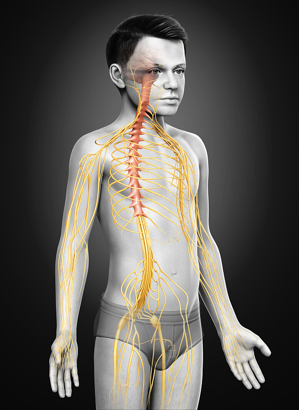 一个小男孩的神经系统的3d渲染医学精确的插图