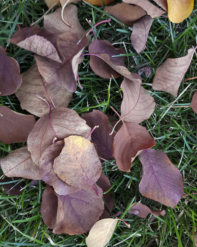 绿色草地上明亮的秋叶