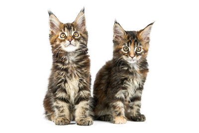 两只缅因猫，被隔离