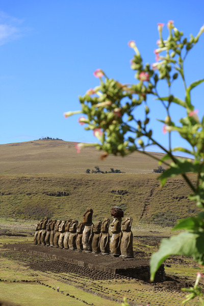 Ahu Tongariki，复活节岛上最大的仪式平台，前景中有模糊的开花树，智利，南美洲