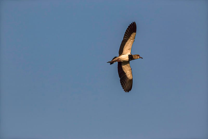 南Lapwing (Vanellus chilensis)在蓝天中飞翔- Quero-quero V