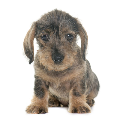 小铁丝毛腊肠犬