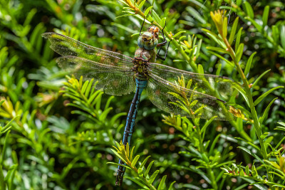 蓝帝蜻蜓(Anax Imperator)喂养